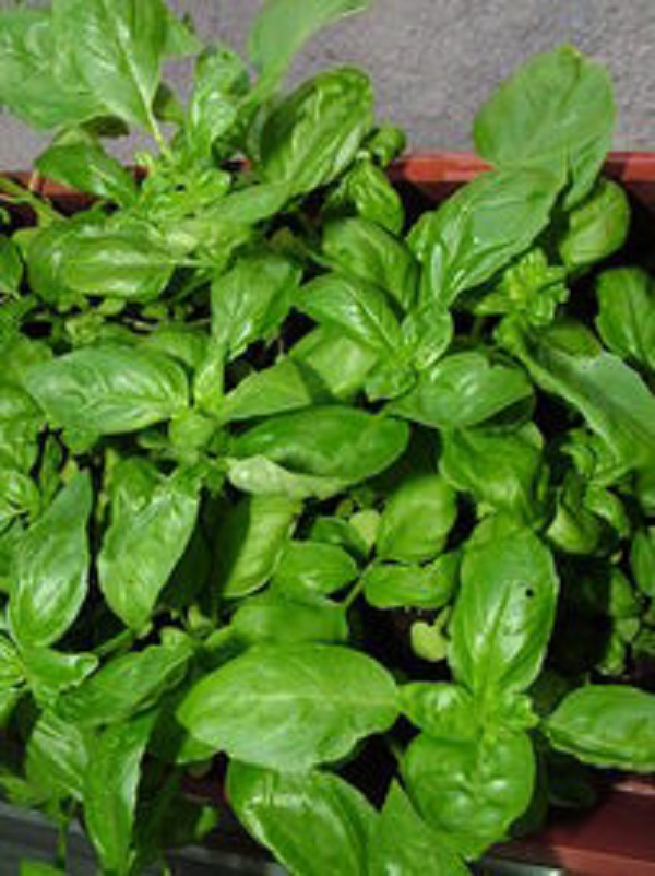 Basil and Oregano Cream Dressing